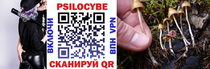 это клад  мега   Тайга  Псилоцибиновые грибы Psilocybine cubensis 
